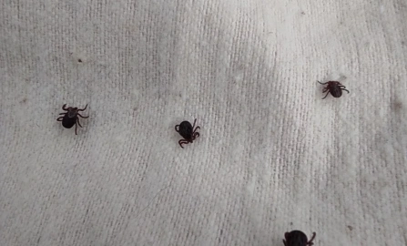 Сезон активности клещей начался в Приамурье