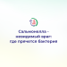 Сальмонелла - невидимый враг: где прячется бактерия